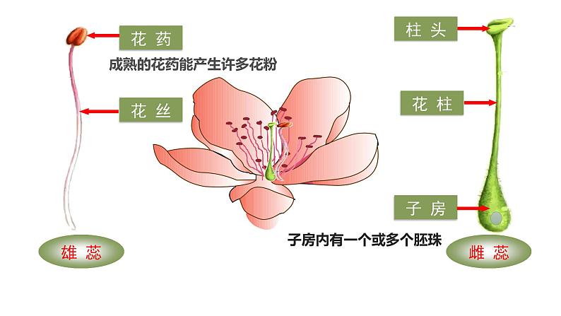 （北师大七上）3.6.3 生殖器官的生长 0第5页