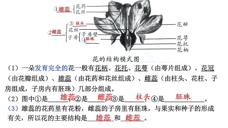 （北师大七上）3.6.3 生殖器官的生长 0第6页