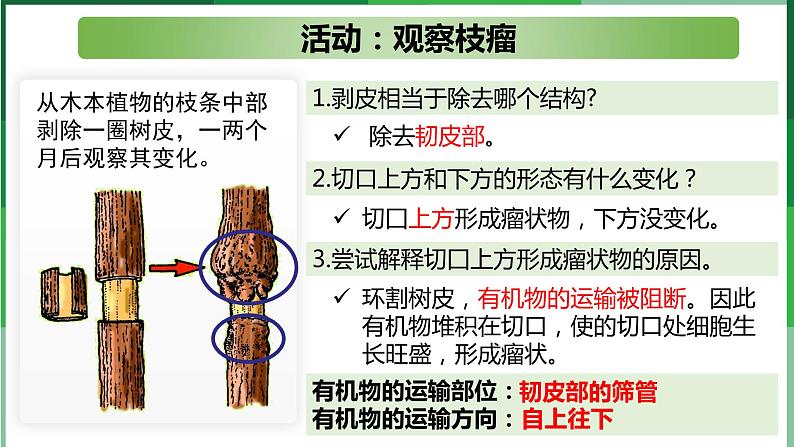 （北师大七上）3.5.5 运输作用 课件08