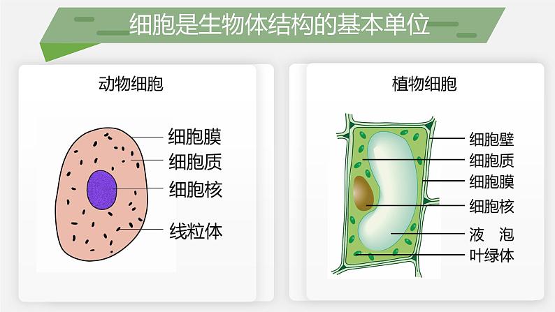 （北师大七上）2.3.2 细胞是生命活动的单位 课件03