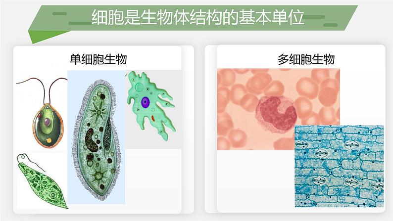 （北师大七上）2.3.2 细胞是生命活动的单位 课件04