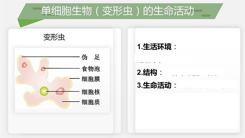 （北师大七上）2.3.2 细胞是生命活动的单位 课件05