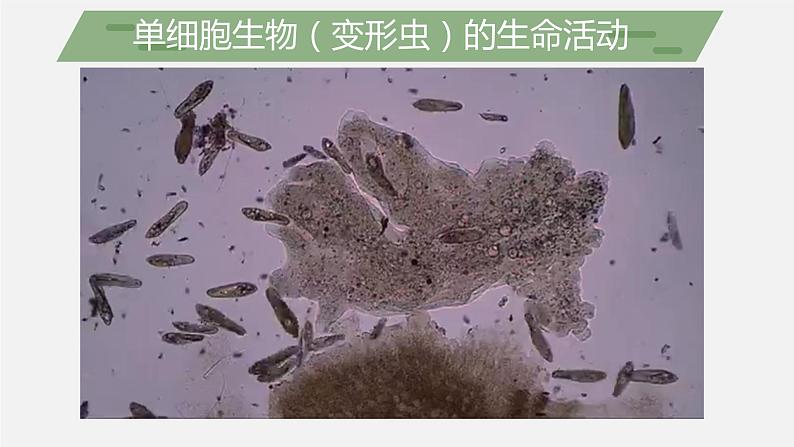 （北师大七上）2.3.2 细胞是生命活动的单位 课件07