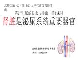 （北师大七下）11.2 肾脏是泌尿系统重要器官（第1课时） 课件