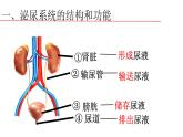 （北师大七下）11.2 肾脏是泌尿系统重要器官（第1课时） 课件