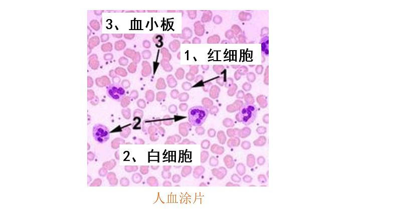 （北师大七下）4.9.1 血液第8页