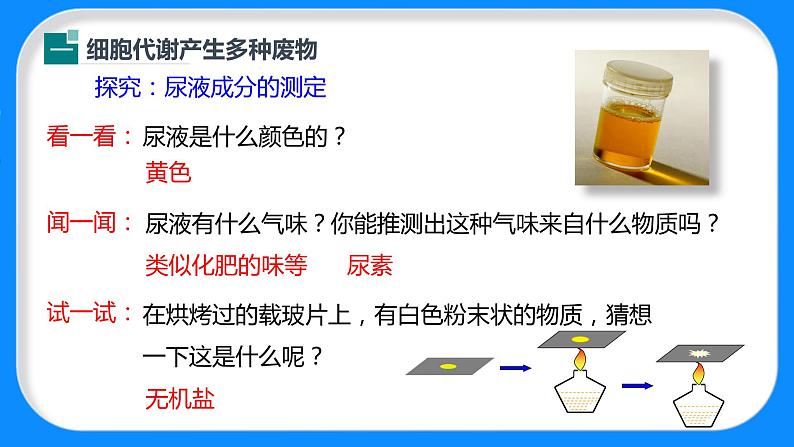 （北师大七下）4.11.1 人体产生的代谢废物 课件06