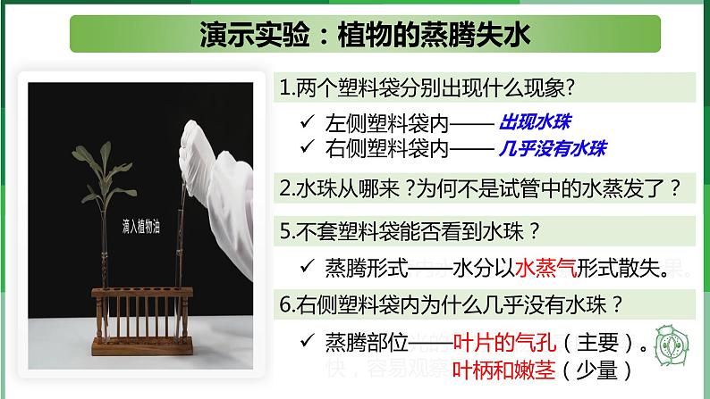 （北师大七上）3.5.4 蒸腾作用 课件03