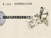 （北师大八上）6.19.2 动物的生殖与发育—鸟类生殖与发育 课件