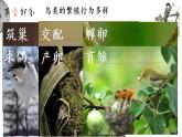 （北师大八上）6.19.2 动物的生殖与发育—鸟类生殖与发育 课件