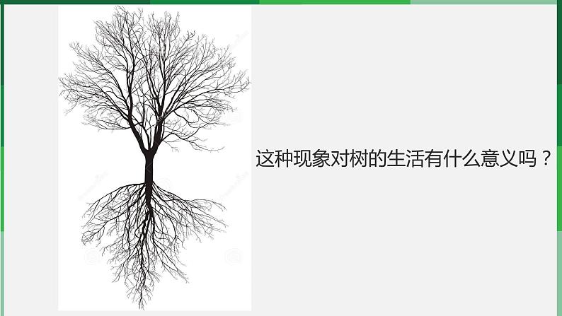 （北师大七上）3.6.2 营养器官的生长 课件02