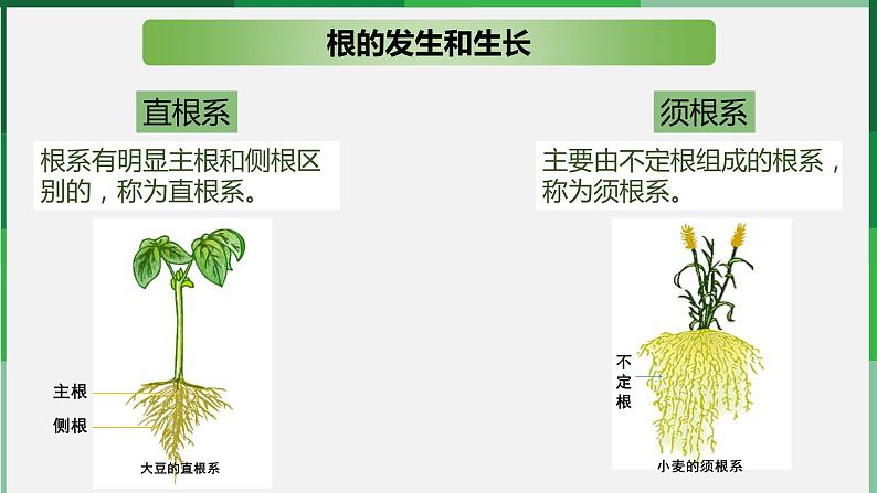 （北师大七上）3.6.2 营养器官的生长 课件06