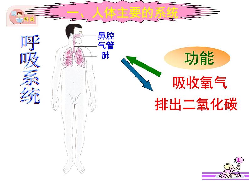 苏教版 七下   4.8.3人体概述 课件（21张PPT）第2页