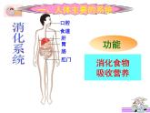 人体概述PPT课件免费下载