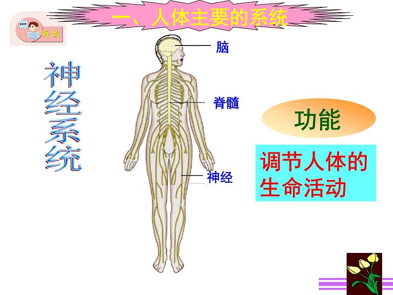 苏教版 七下   4.8.3人体概述 课件（21张PPT）第4页