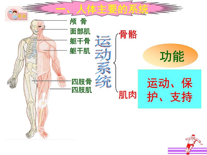 苏教版 七下   4.8.3人体概述 课件（21张PPT）第5页