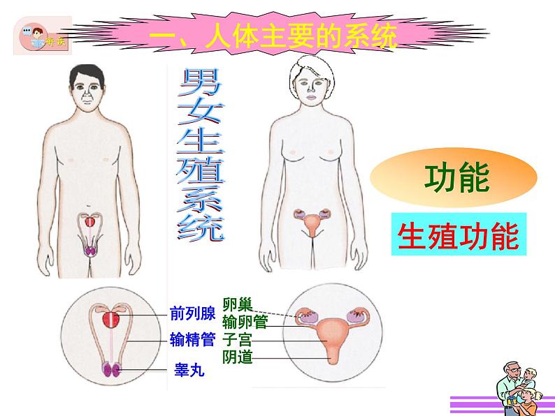 苏教版 七下   4.8.3人体概述 课件（21张PPT）第6页