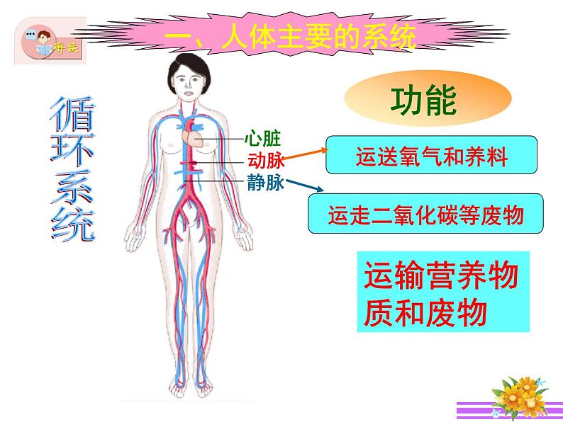 苏教版 七下   4.8.3人体概述 课件（21张PPT）第7页