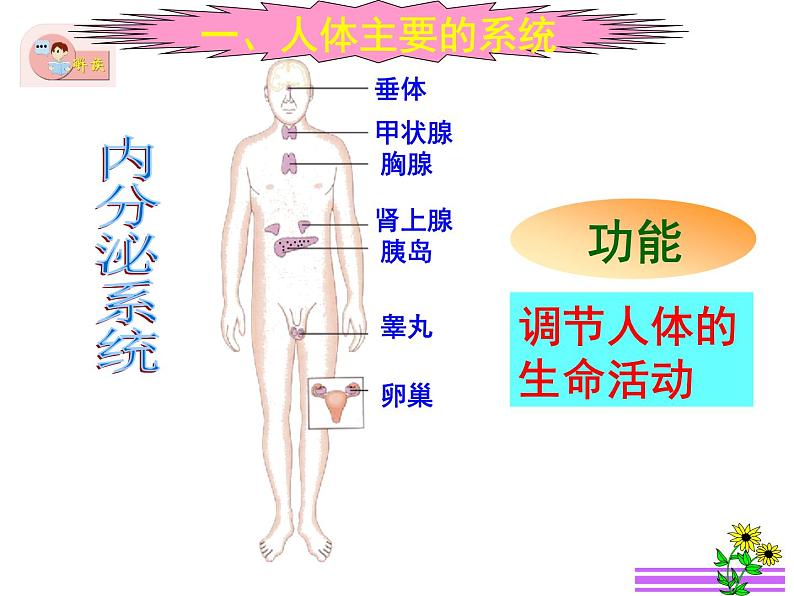 苏教版 七下   4.8.3人体概述 课件（21张PPT）第8页