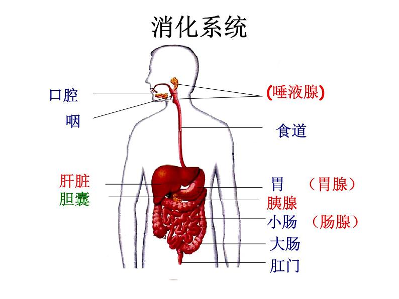 人教版 七下 第四单元第二章 第2节 消化和吸收 课件（17张PPT）03