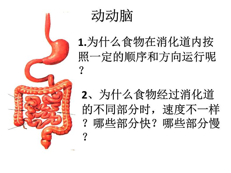 人教版 七下 第四单元第二章 第2节 消化和吸收 课件（17张PPT）05