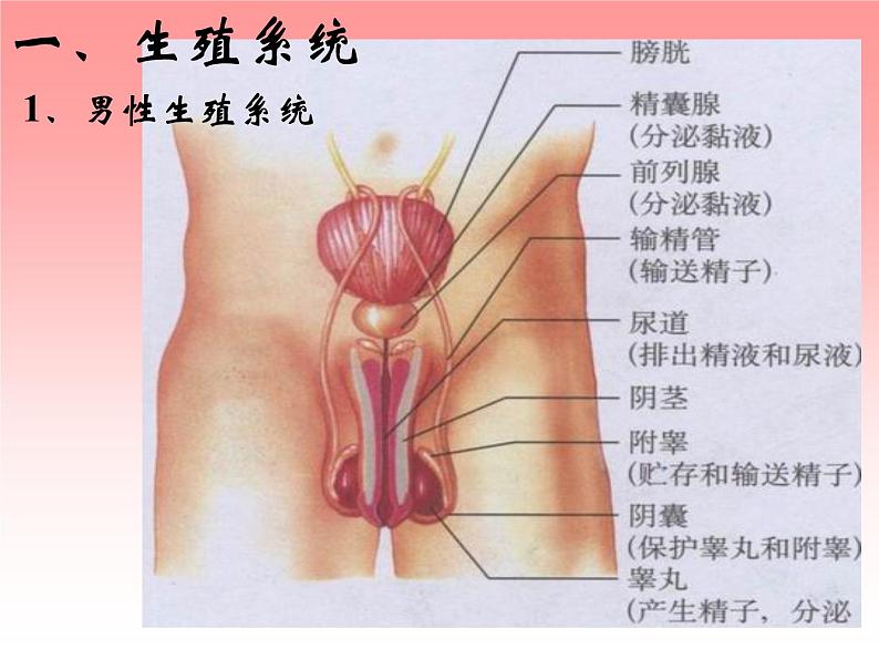 人教版 七下 第一章 第2节 人的生殖 课件（19张PPT）第3页