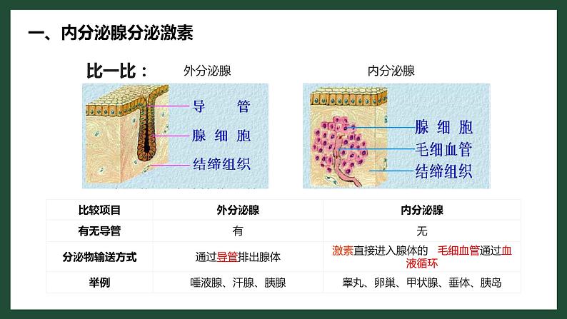 人教版七下生物：6.4激素调节PPT课件第5页