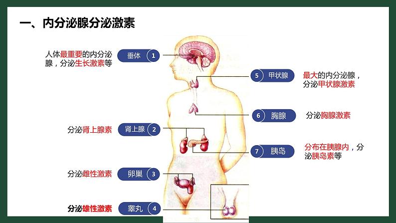 人教版七下生物：6.4激素调节PPT课件第6页