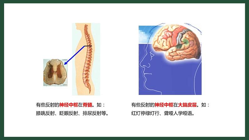 人教版七下生物：6.3神经调节的基本方式PPT课件05