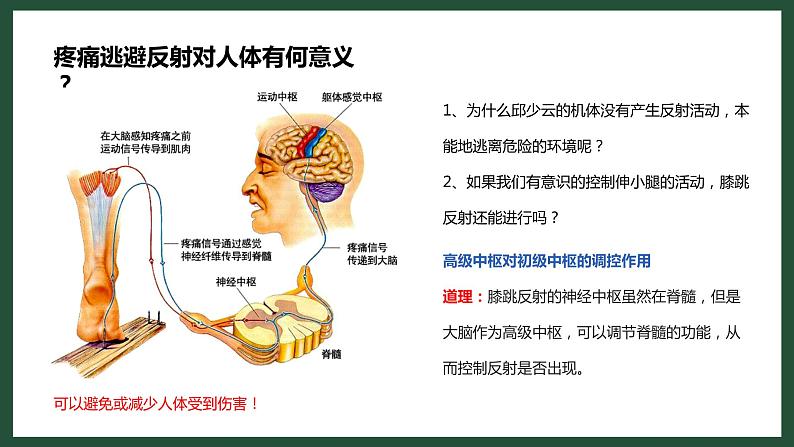 人教版七下生物：6.3神经调节的基本方式PPT课件07