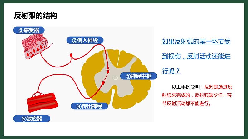 人教版七下生物：6.3神经调节的基本方式PPT课件第8页