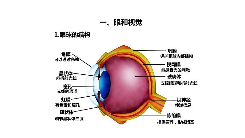 人教版七下生物：6.1人体对外界环境的感知PPT课件07