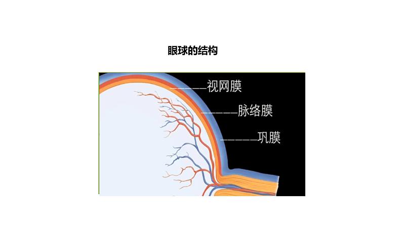 人教版七下生物：6.1人体对外界环境的感知PPT课件08