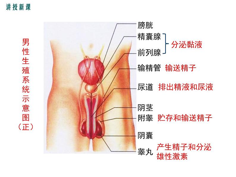 第二节  人的生殖第5页