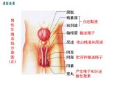 第二节  人的生殖 课件