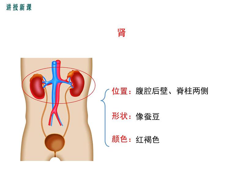 第五章 人体内废物的排出 课件07