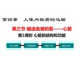 第1课时 心脏的结构和功能 课件