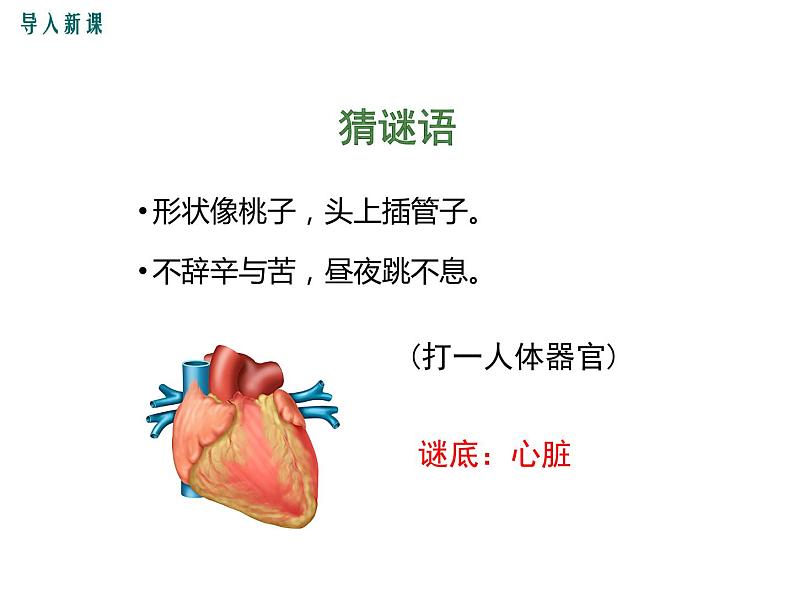 第1课时 心脏的结构和功能 课件03