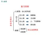 第2课时 血液循环的途径 课件