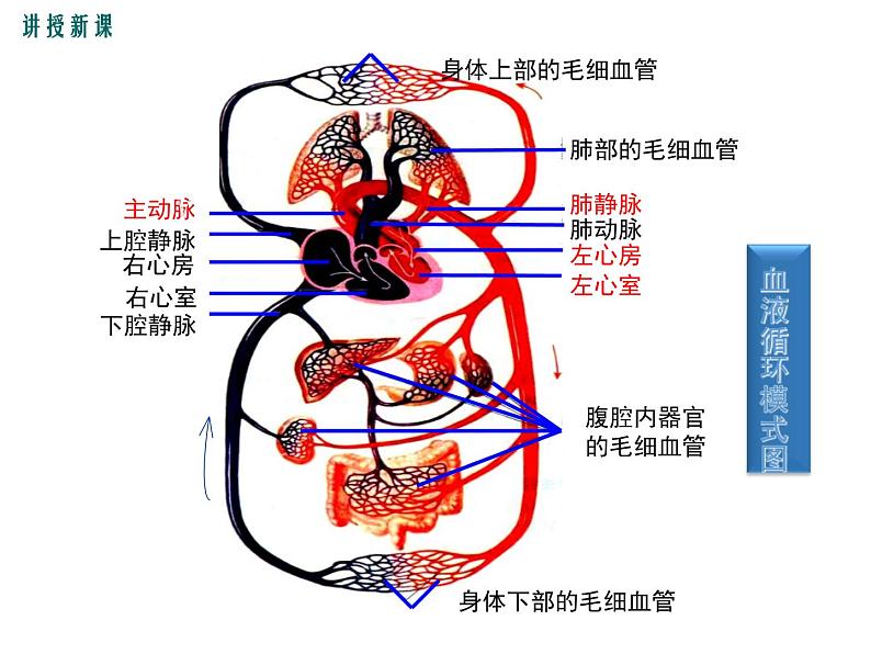 第2课时 血液循环的途径第4页