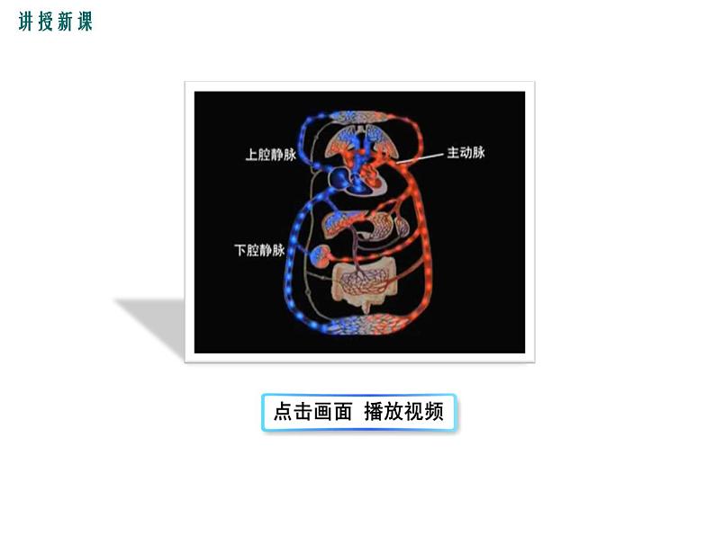 第2课时 血液循环的途径第5页