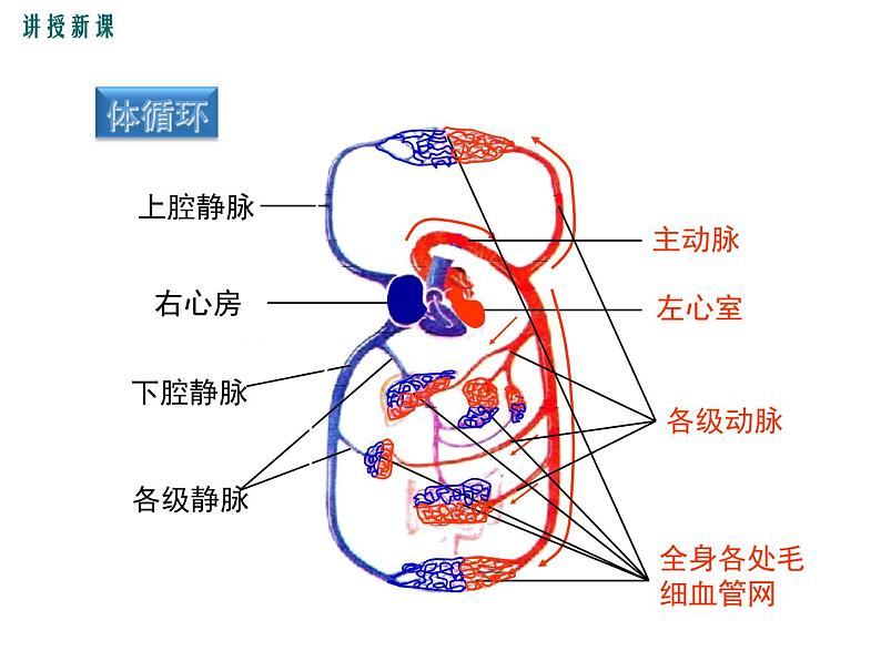 第2课时 血液循环的途径第7页