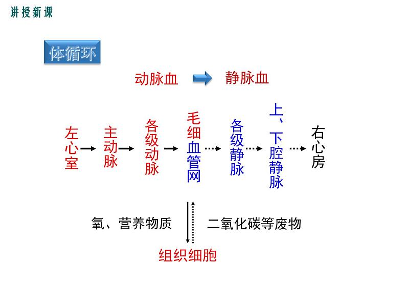 第2课时 血液循环的途径第8页