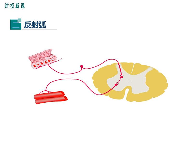 第三节 神经调节的基本方式 课件07