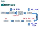 第2课时 食物的消化过程和营养物质的吸收 课件