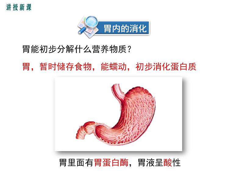 第2课时 食物的消化过程和营养物质的吸收 课件07