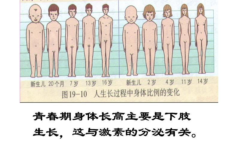 初中生物七下第四节激素调节 课件（21张PPT）03