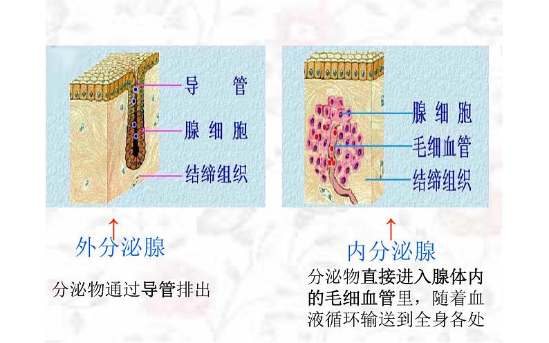 初中生物七下第四节激素调节 课件（21张PPT）06