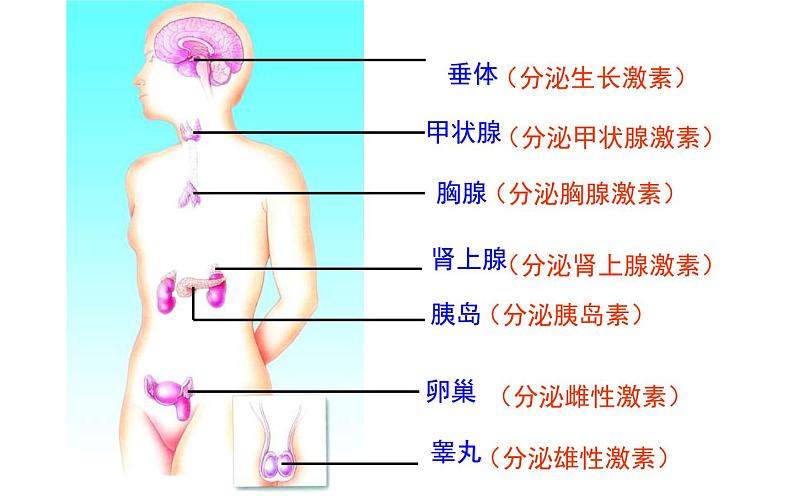 初中生物七下第四节激素调节 课件（21张PPT）07