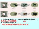 初中生物七下第四节 激素调节 课件（33张PPT）
